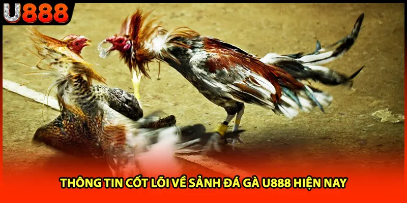 Thông tin cốt lõi về sảnh đá gà U888 hiện nay Thông tin cốt lõi về sảnh đá gà U888 hiện nay